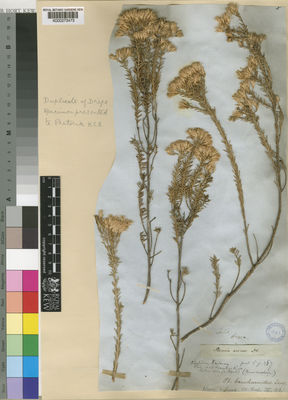 Kew Gardens K000273473:  Drege [s.n.] South Africa