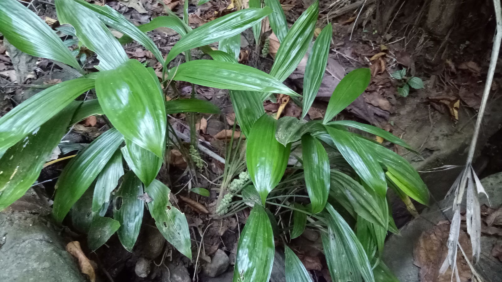 Peliosanthes Andrews | Plants of the World Online | Kew Science