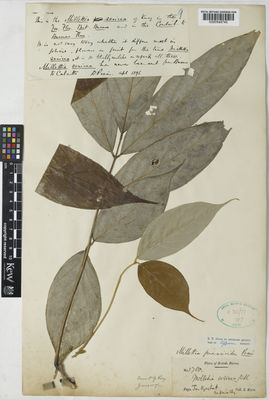 Kew Gardens K000848745:  Kurz, S. [s.n.] Burma