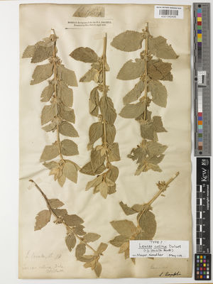 Kew Gardens K001392435:  Dalzell, N.A. [s.n.] India