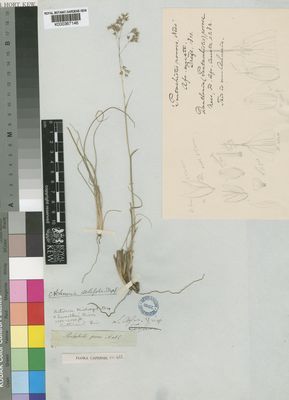 Kew Gardens K000367146:  Drege [s.n.] South Africa