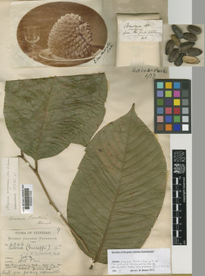 Kew Gardens K000221022:  [J.A.H.] [4746] Trinidad and Tobago