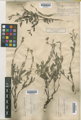 Kew Gardens K000583536:  s.coll. [s.n.] Argentina