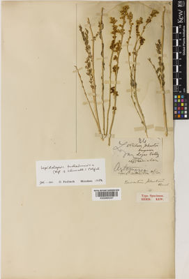 Kew Gardens K000885297:  Johnston, W. [84] Afghanistan