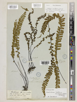 Kew Gardens K001089033:  Mack, J., [Mrs] [s.n.] India