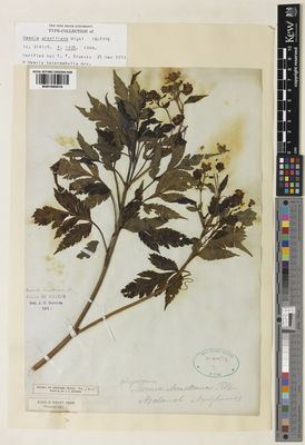 Kew Gardens K001065516:  Wight, R. [s.n.] India