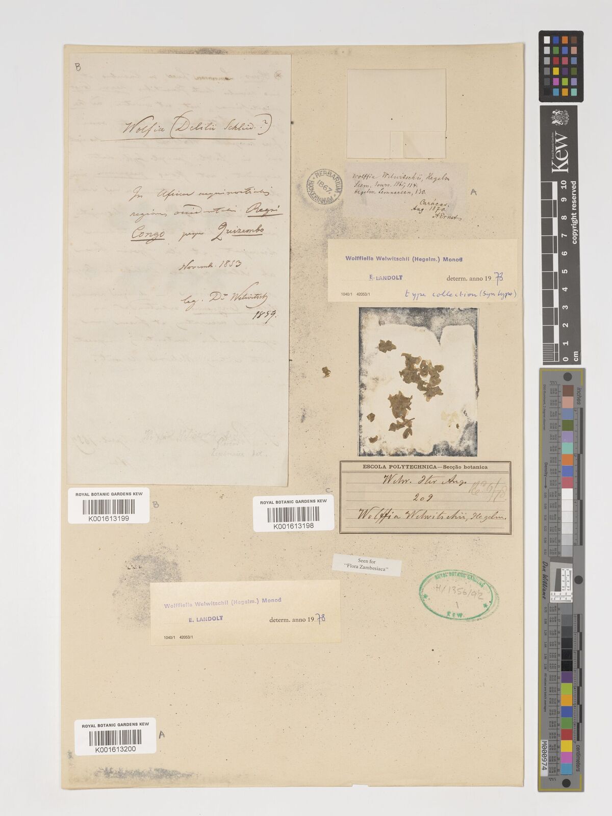 Kew Gardens K001613198:  Welwitsch, F.M.J. [209] Angola