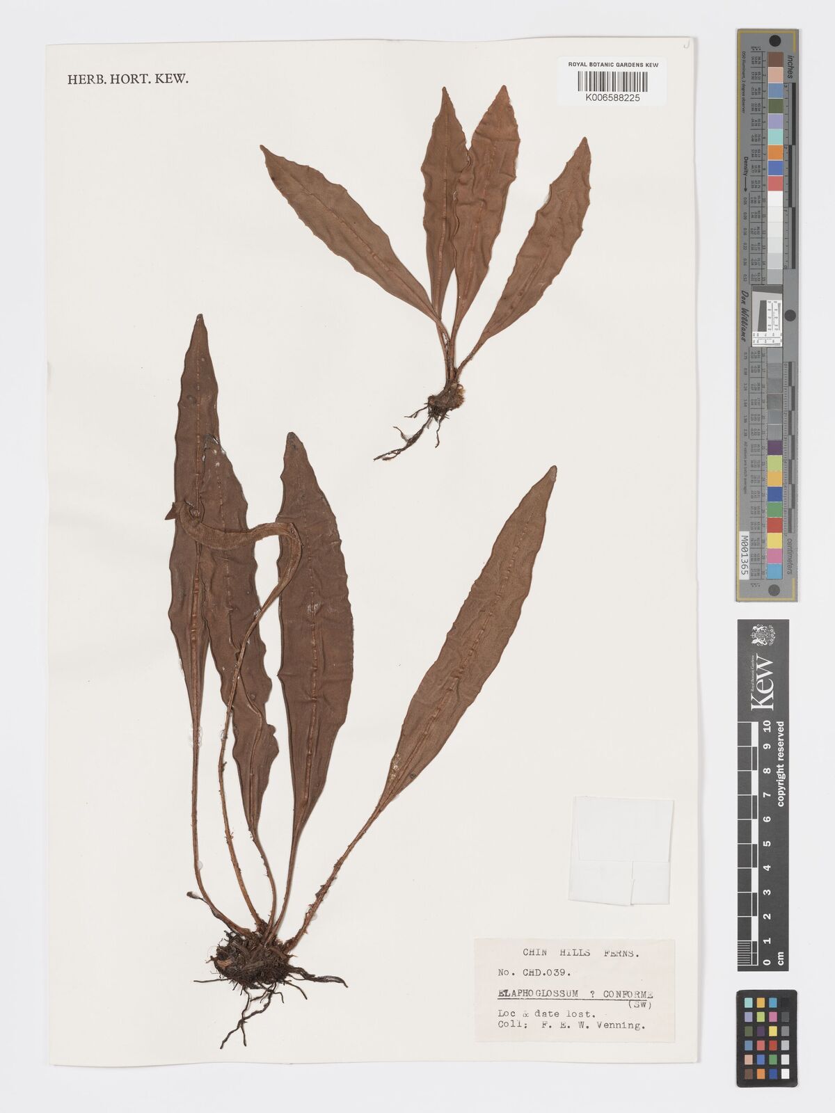 Elaphoglossum marginatum