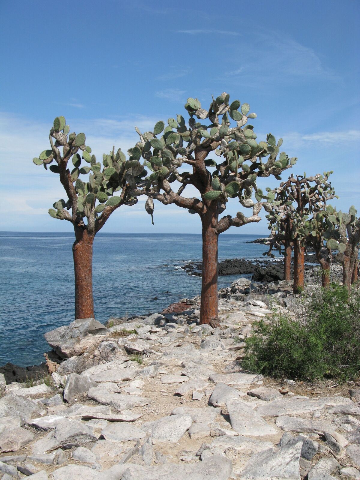 Opuntia galapageia var. gigantea (J.T.Howell) Backeb. | Plants of the World  Online | Kew Science