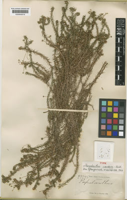 Kew Gardens K000640018:  s.coll. [22295] Brazil