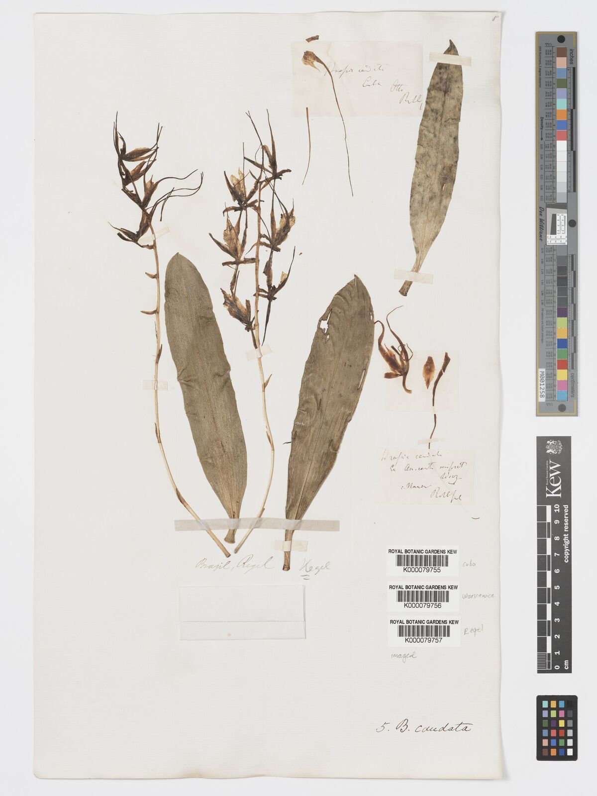 Kew Gardens K000079756:  Warscewicz [s.n.]