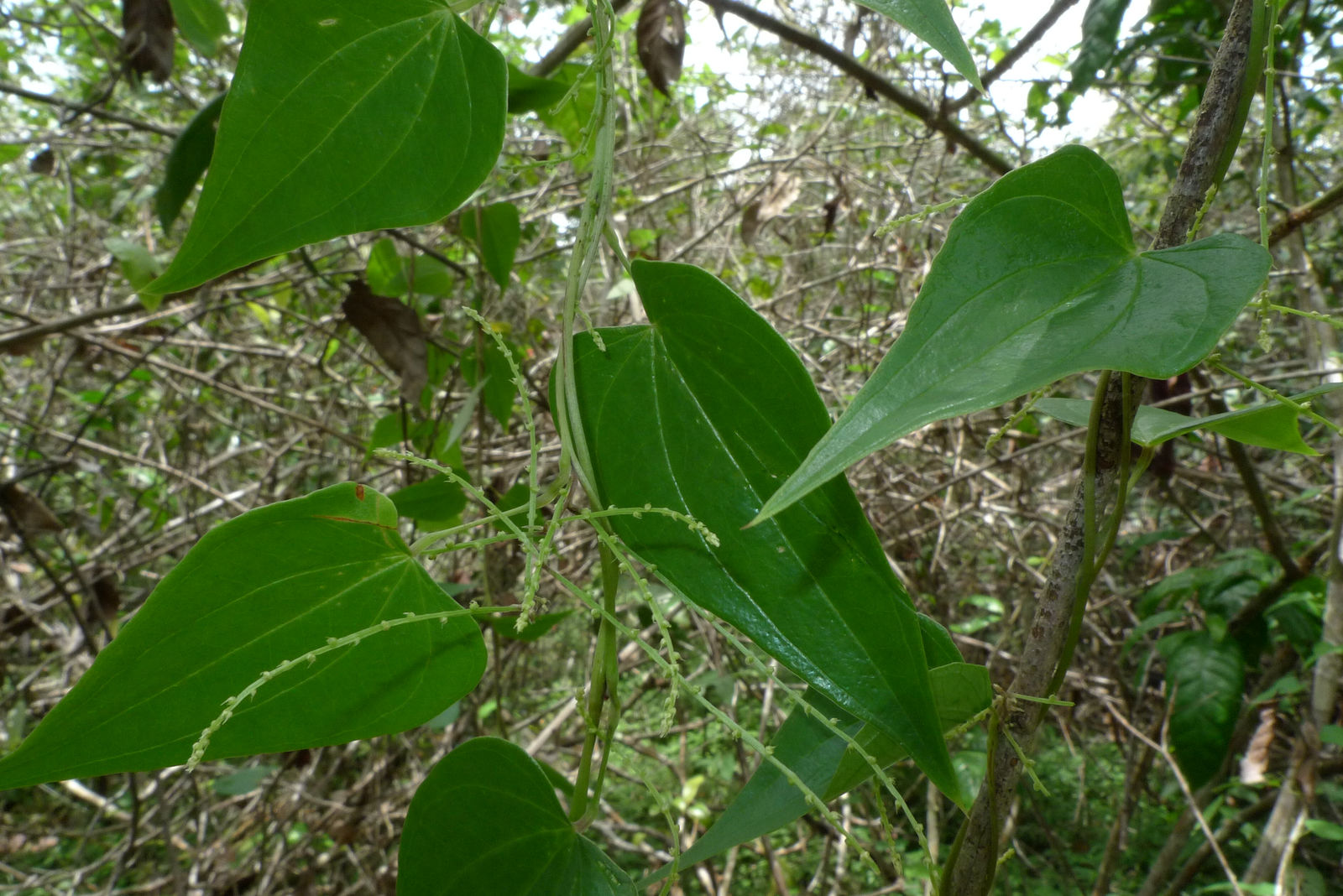 Dioscorea Plum. ex L. | Plants of the World Online | Kew Science