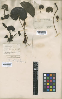 Kew Gardens K000442294:  Gaudichaud [s.n.] Argentina