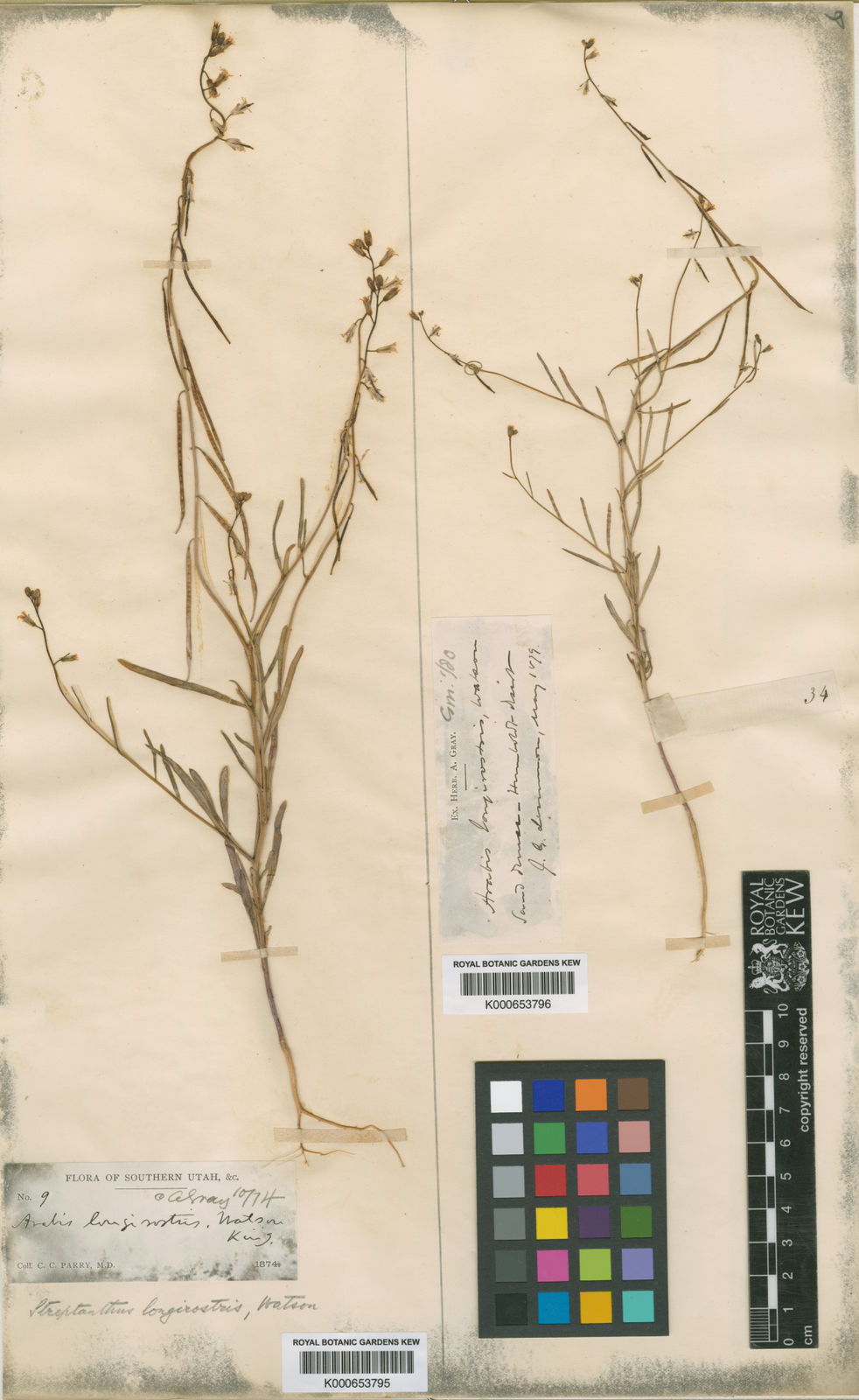 Streptanthella longirostris (S.Watson) Rydb. | Plants of the World ...