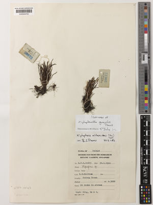 Kew Gardens K000636763:  Holttum, R.E. [SFN20673] Malaysia