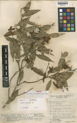 Kew Gardens K000671311:  Native Collector [2543] Borneo