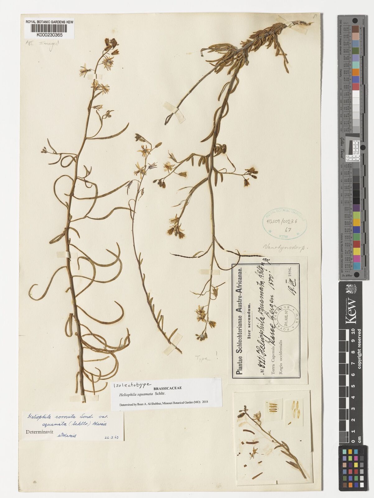 Kew Gardens K000230365:  Schlechter [8221]