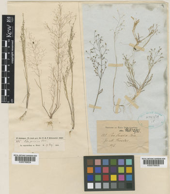 Kew Gardens K000789835:  Sintenis, P.E.E.; Rigo, G. [s.n.] Cyprus