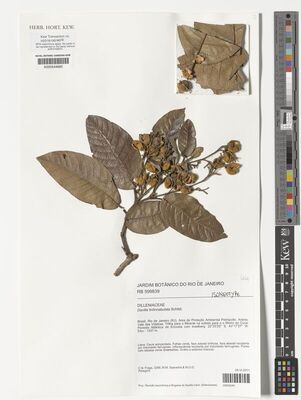 Kew Gardens K000544680:  Fraga, C.N.; Saavedra, M.M.; Pellegrini, M.O.O. [3299] Brazil