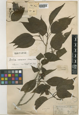 Kew Gardens K000758234:  Hooker, J., D.; Thomson, T. [s.n.] India