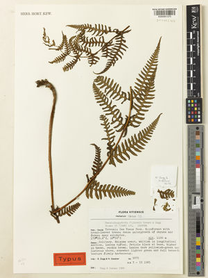 Kew Gardens K000951375:  Zogg, E.; Gassner, H. [9075] Fiji