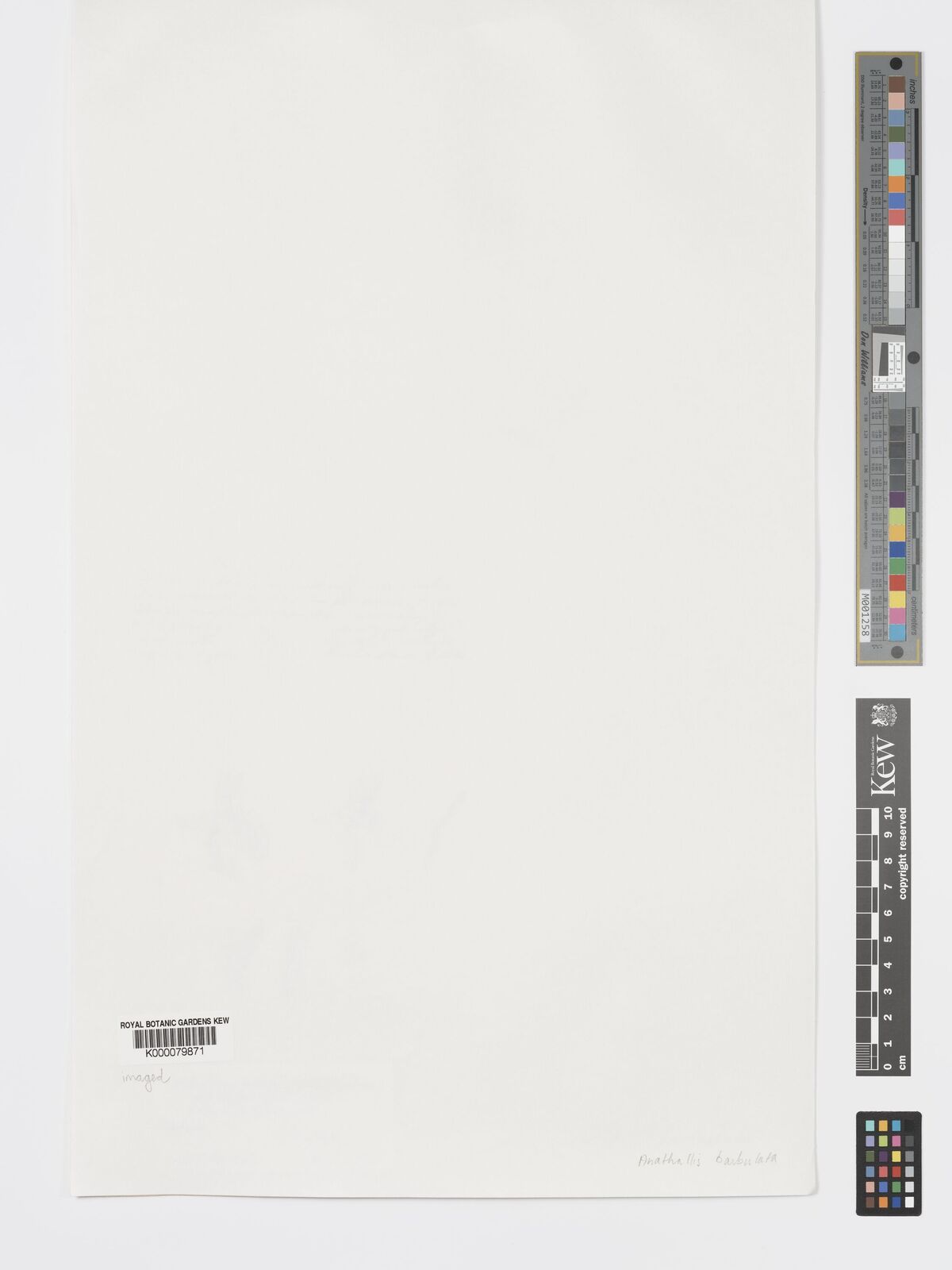 Kew Gardens K000079871:  Focke, A.C. [s.n.] Suriname