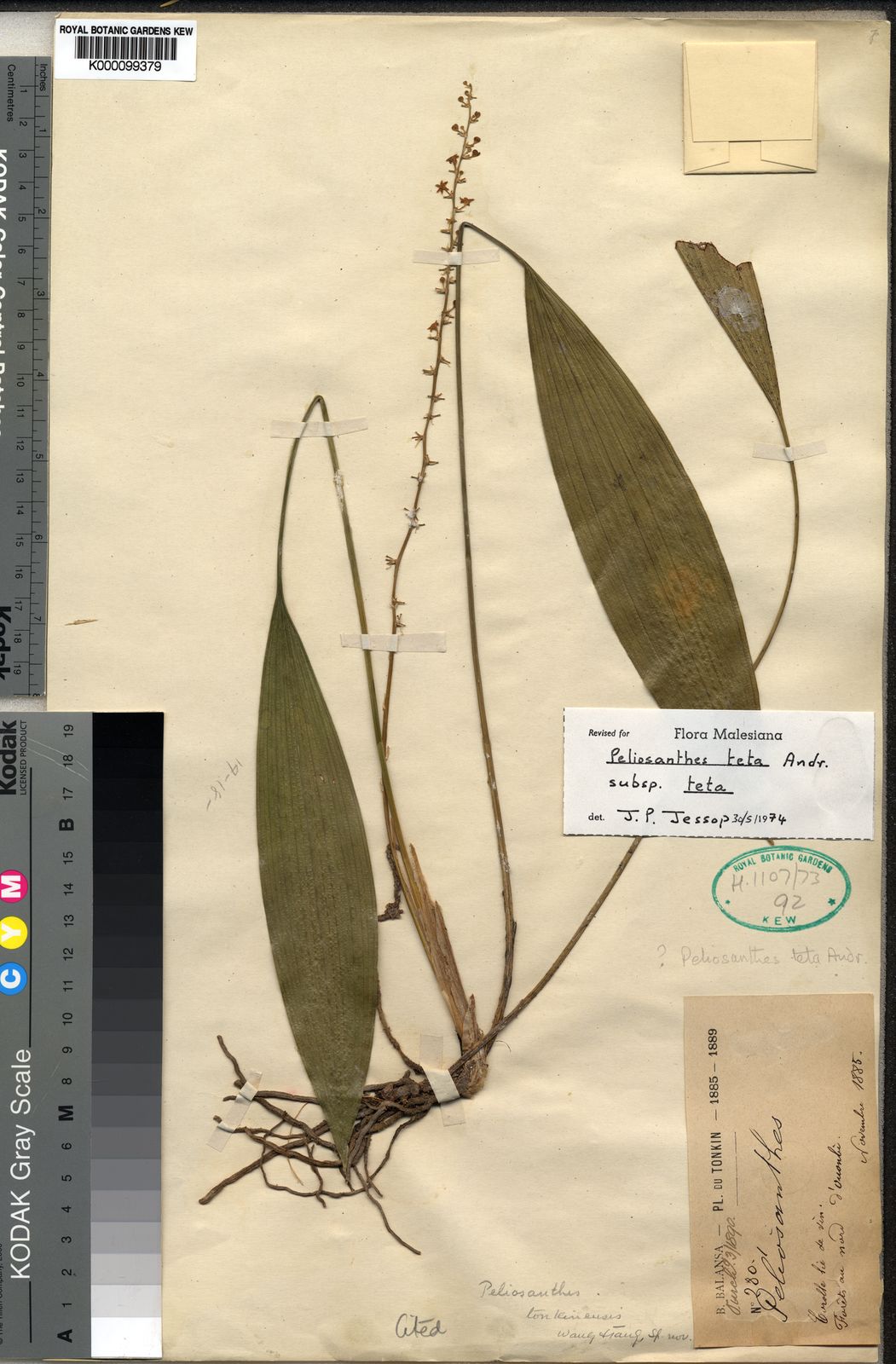 Peliosanthes teta subsp. teta | Plants of the World Online | Kew Science