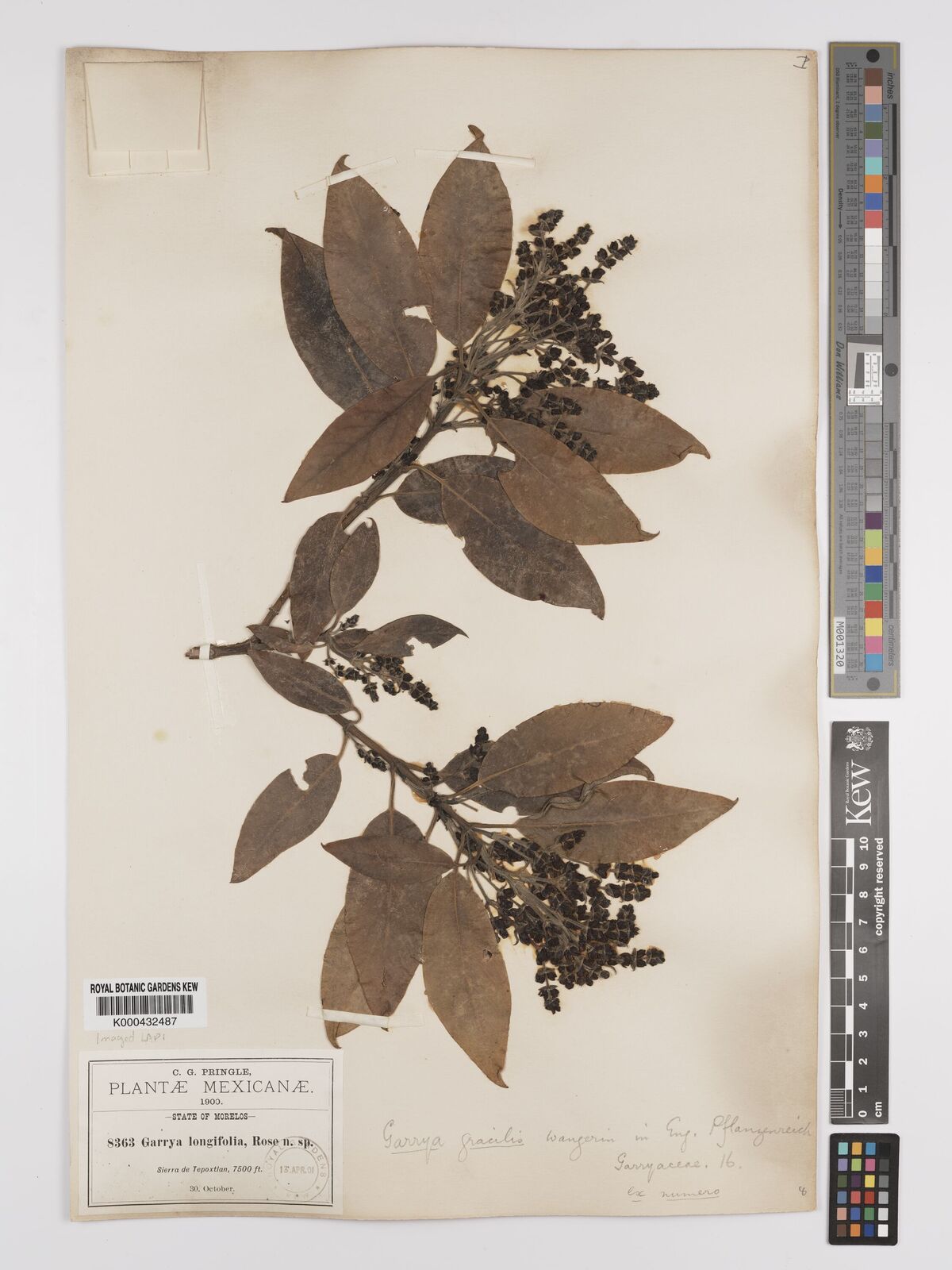 Kew Gardens K000432487:  Pringle, C.G. [8363] Mexico