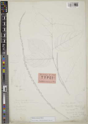 Kew Gardens K001096947:  Pogge, P. [838] Congo, Democratic Republic of the