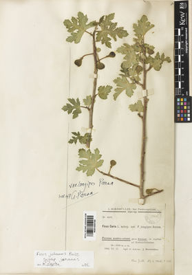 Kew Gardens K001050160:  Bornmüller, J. [4508] Iran