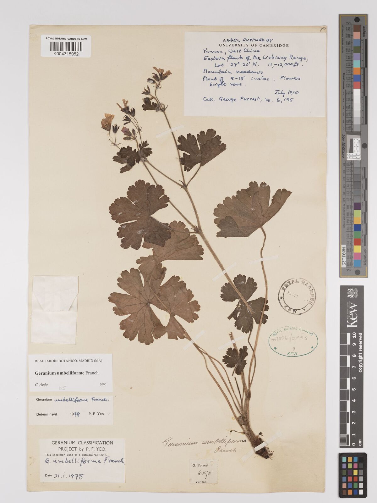 Geranium umbelliforme