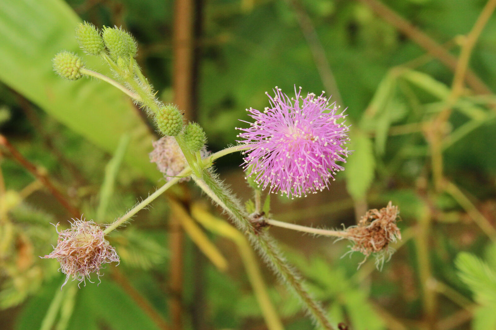 Mimosa pudica L. | Colombian Plants made accessible