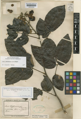 Kew Gardens K000555358:  s.coll. [s.n.] Brazil