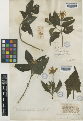 Kew Gardens K000487714:  Gillies [s.n.] Argentina