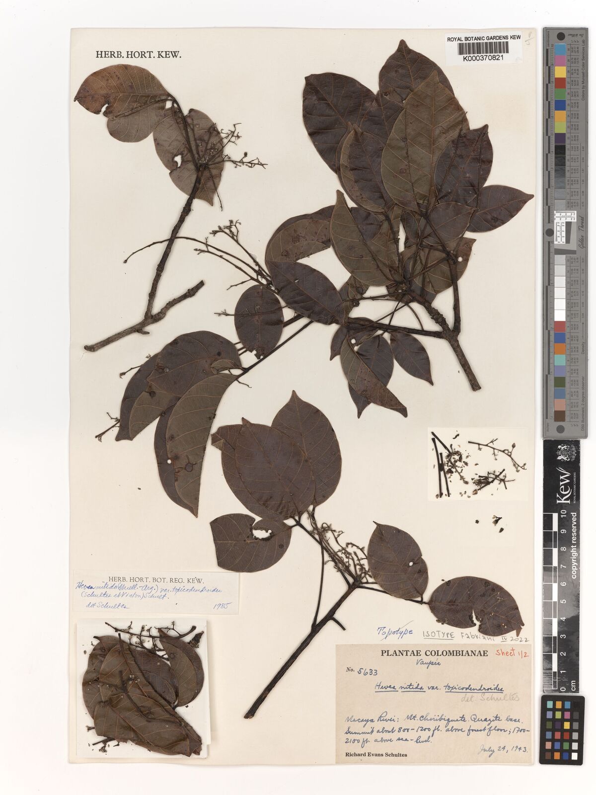 Kew Gardens K000370821:  Schultes, R.E. [5633] Colombia