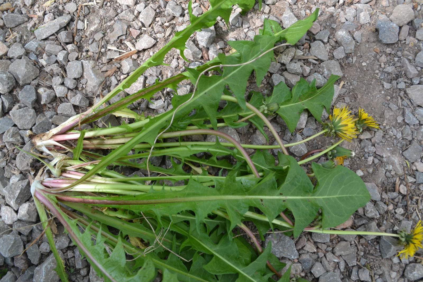 Taraxacum subundulatum Dahlst. | Plants of the World Online | Kew Science