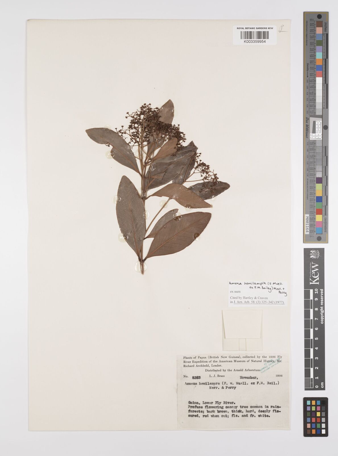 Syzygium hemilamprum