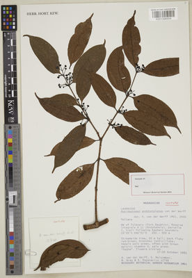 Kew Gardens K001096954:  Werff, H.H.; Malcomber, S.; Gray, B.; Rapanarivo, S. [12748] Madagascar