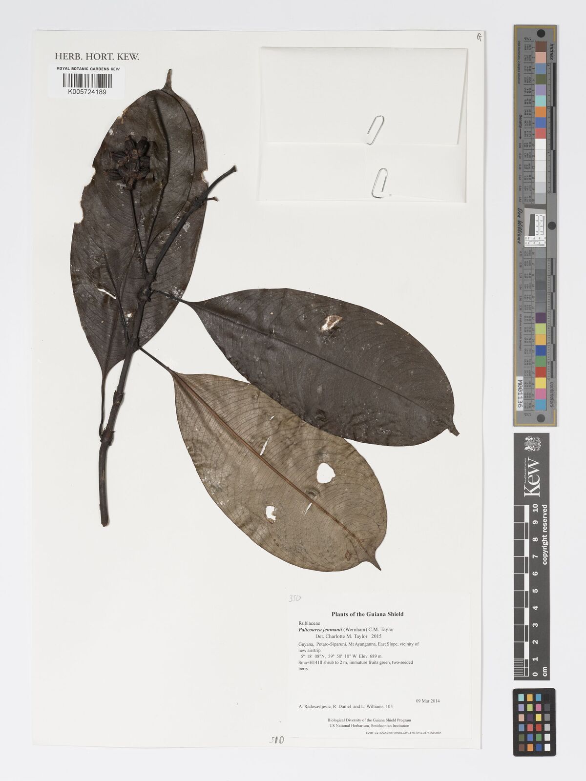 Psychotria mazaruniensis