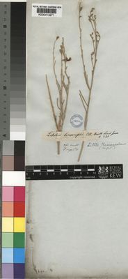 Kew Gardens K000413271:  Drege [s.n.] South Africa