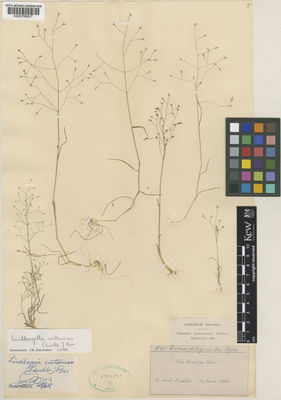 Kew Gardens K000789837:  Sintenis, P.E.E.; Rigo, G. [881] Cyprus