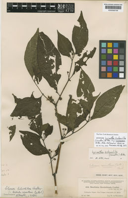 Kew Gardens K000585749:  Tuerckheim, H., von [8556] Guatemala