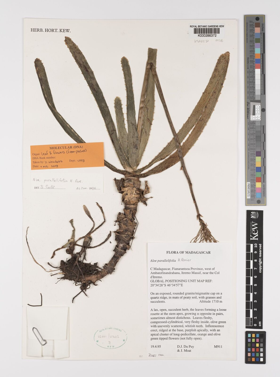 Aloe parallelifolia