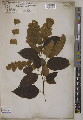 Kew Gardens K001122015:  s.coll. [Cat. no. 5753]