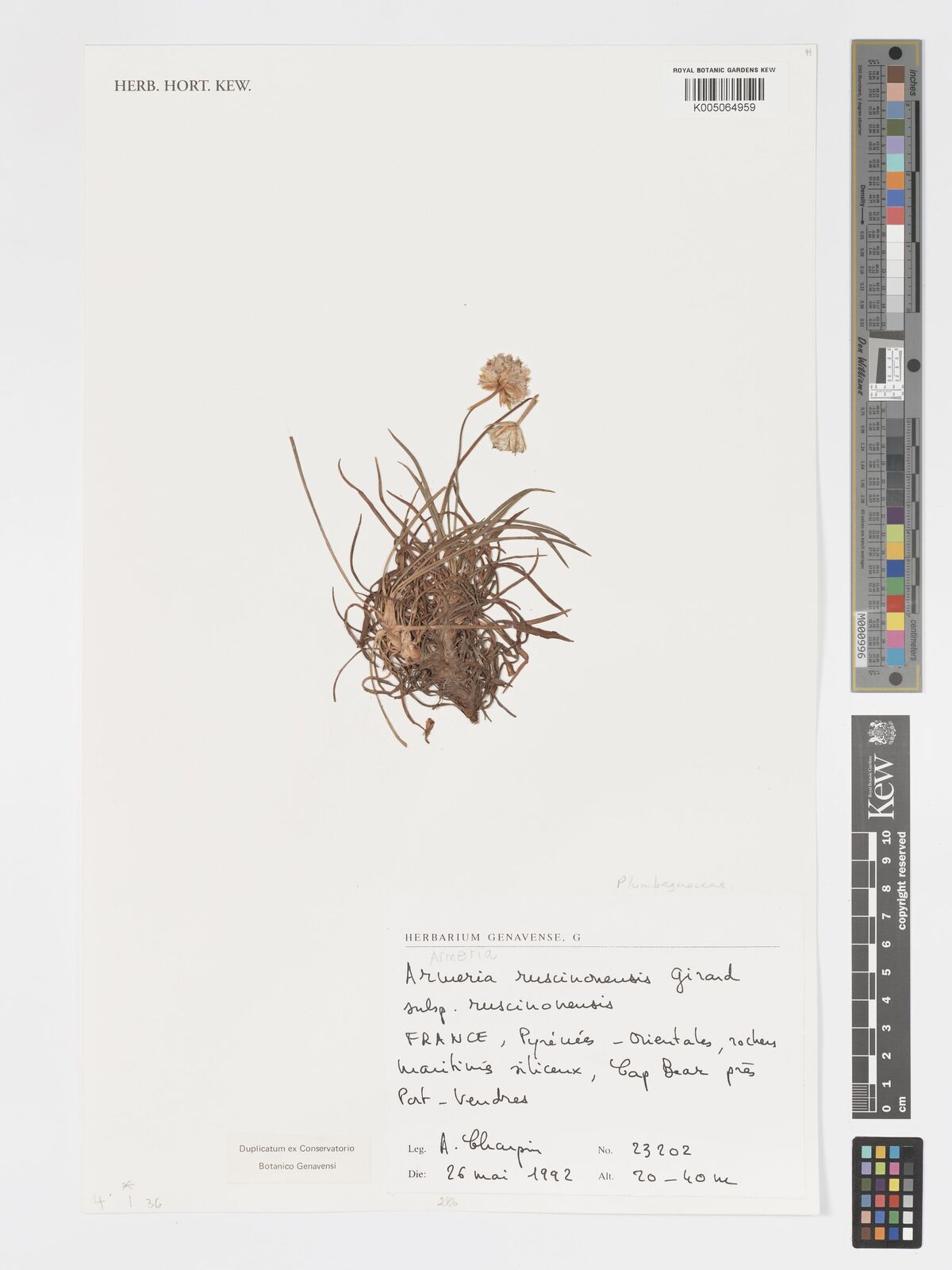 Armeria ruscinonensis