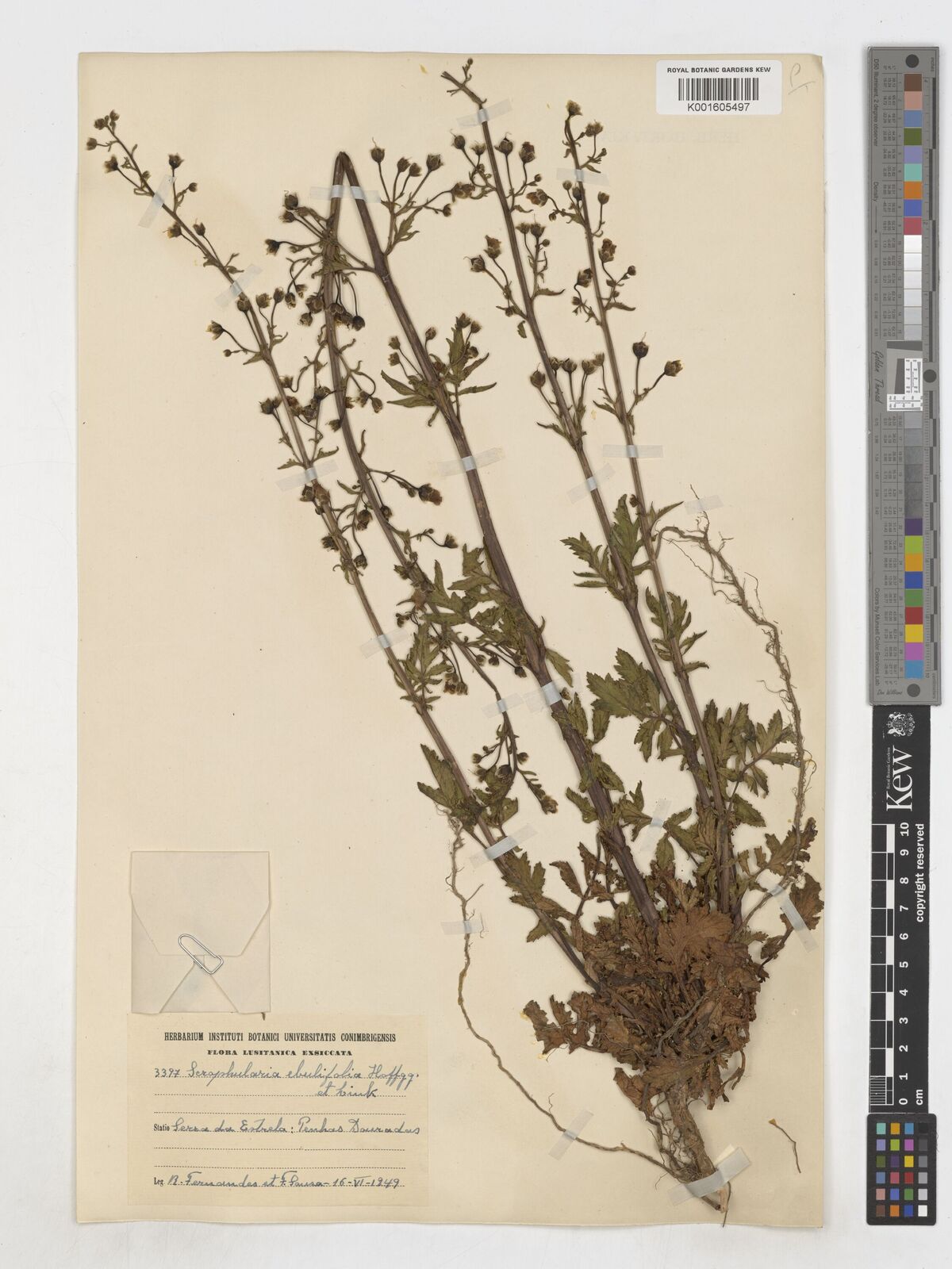 Scrophularia sublyrata