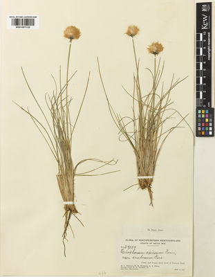 Kew Gardens K001057132:  Fernald, M.L.; Wiegand, K.M.; Pease, A.S.; Long, B.H.; Gilbert, F.A.; Hotchkiss, N. [27559] Canada