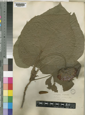 Kew Gardens K000241171:  Wallich [s.n.] Madagascar