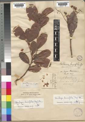 Kew Gardens K000241189:  Parker, G.W. [s.n.] Madagascar