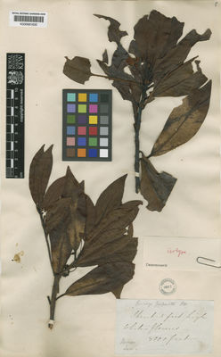 Kew Gardens K000681630:  Low [s.n.] Borneo